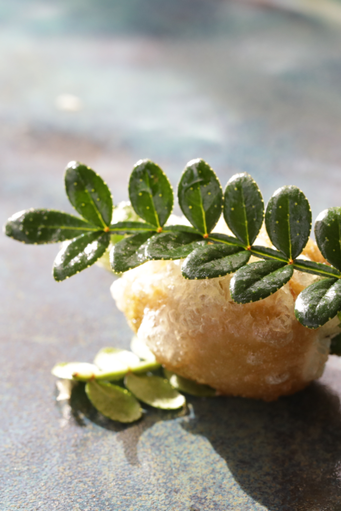 Bonbon Sansho Leaves